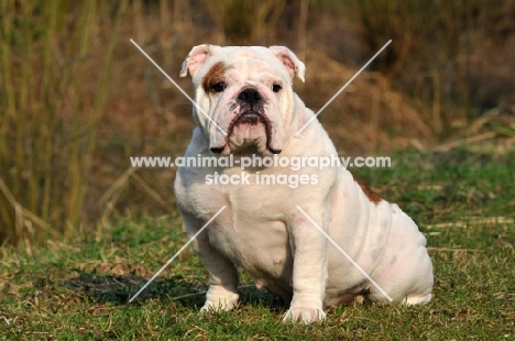 Bulldog sitting on grass