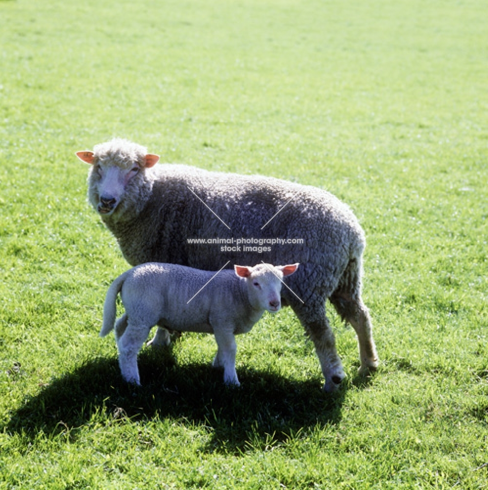 poll dorset ewe with her lamb
