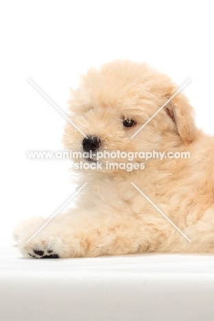 yellow Puli puppy 