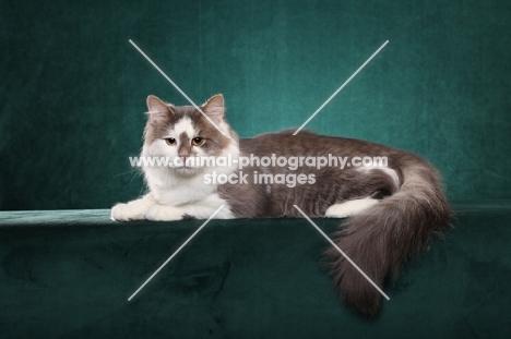 Siberian on teal background
