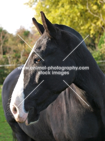 Cob, portrait