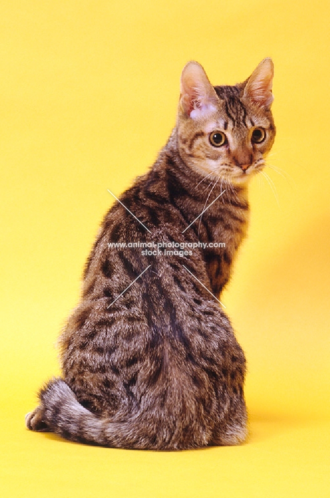 california spangled cat sitting on yellow background