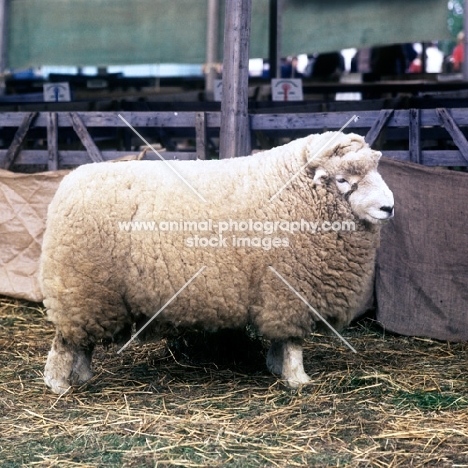 devon closewool sheep side view