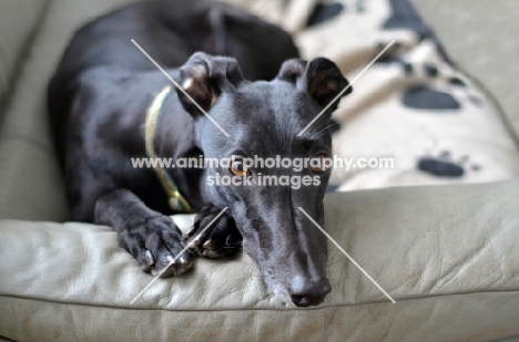 greyhound, ex racer, all photographer's profit from this image go to greyhound charities and rescue organisations