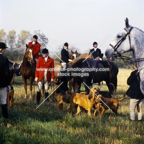 bloodhounds and horses at meet of windsor forest bloodhound pack