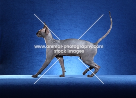 Sphynx cat walking, profile