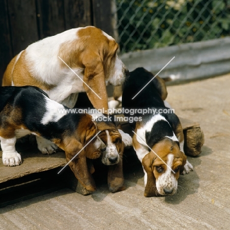 basset hound and three puppies in a run