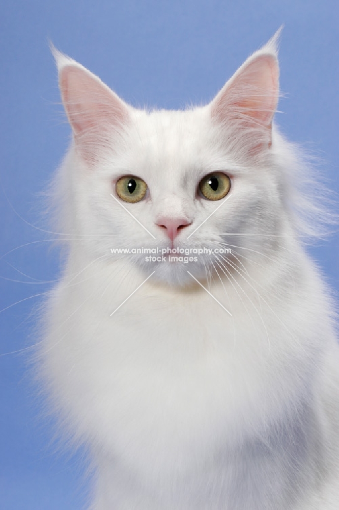 11 month old white Maine Coon, portrait
