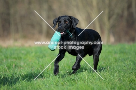 black labrador retrieving dummy