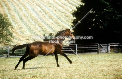 trakehner stallion running in a field at webelsgrund