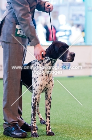 Pointer and owner at Crufts dog show 2012