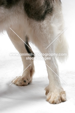 White and Gray Pyrenean Mastiff legs