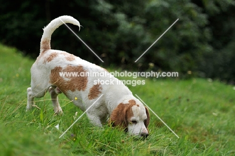 beagle hunting, 