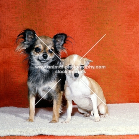 two champion chihuahuas sitting on a rug, ch rozavel mermaid, long coat, ch rozavel chief scout, smooth coat