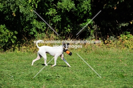 Ratonero Bodeguero Andaluz, (aka Andalusian Rat Hunting Dog)