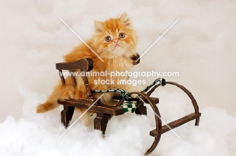 red Persian kitten on a sleigh