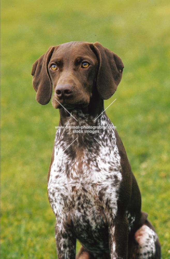 French Pointing Dog, Pyrenean type (braque francais type pyrenees)