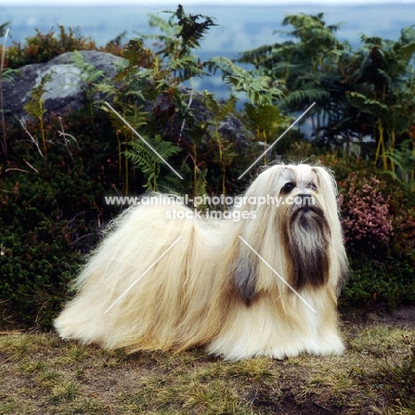 ch saxonsprings hackensack (hank), best in show, crufts 1984,