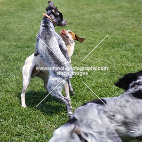 blue roan braque du bourbonnais playing with another dog
