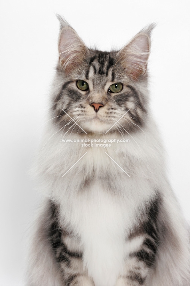 Maine Coon portrait, Silver Classic Tabby colour, white background
