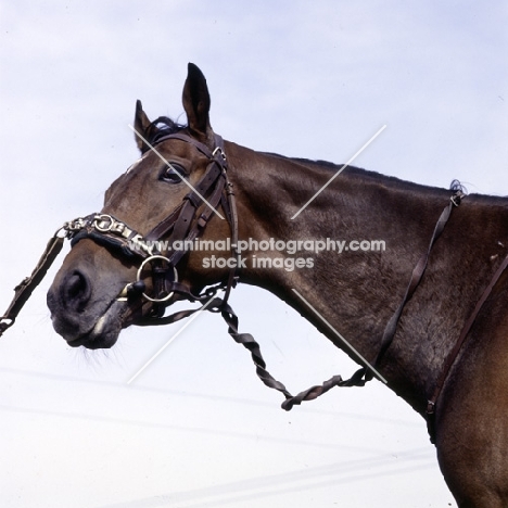 thoroughbred horse wearing lunging caveson