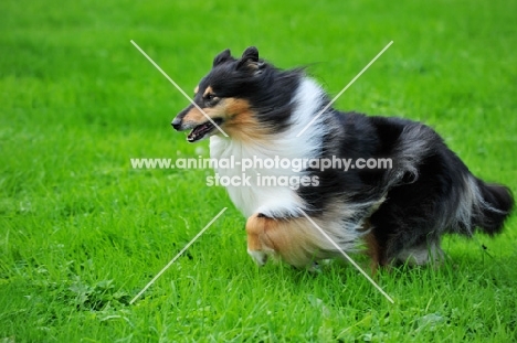 rough Collie running in field