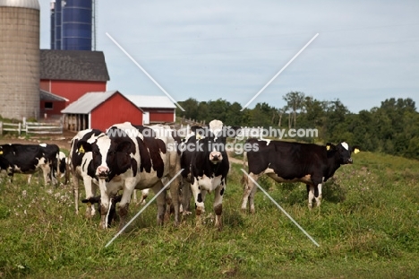 Holstein Friesian cows at farm