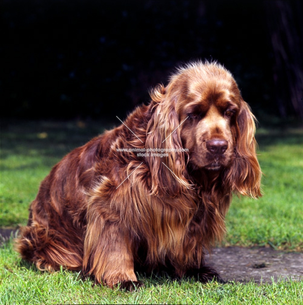 sussex spaniel looking down