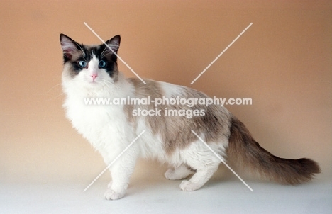 seal bi-colour Ragdoll cat