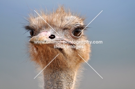 Ostrich portrait