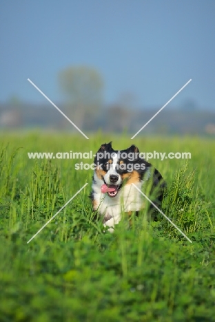 black tri colour australian shepherd running in the long grass