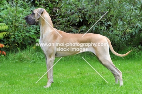 Great Dane side view