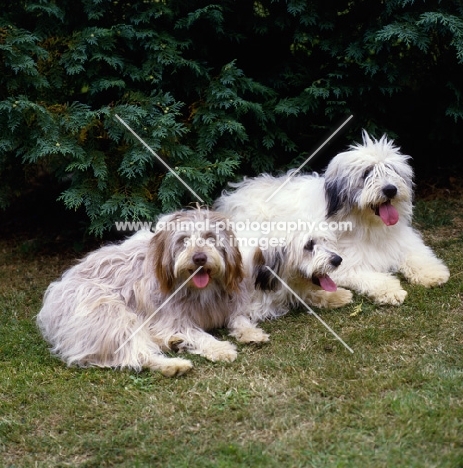 three polish lowland sheepdogs from megsflocks