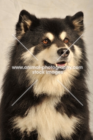 Finnish Lapphund head study