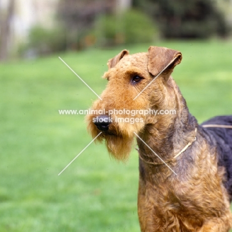 star stream galaxy voyager, airedale in usa, head shot