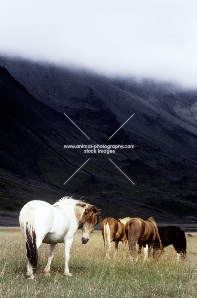 iceland horses near a volcanic mountain at kalfstindar