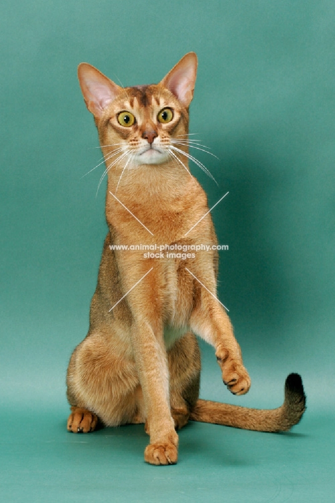 Ruddy Abyssinian, one leg up, on green background