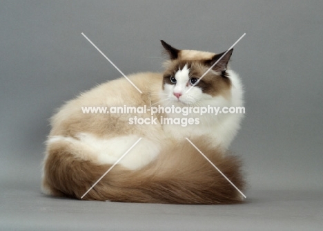 Seal Point Bi-Color Ragdoll, turning on grey background