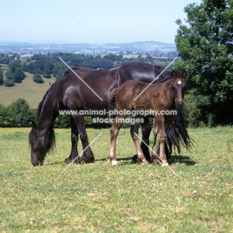 Hodgson Brimfield Bonny & Yarlton Montgomery, dales pony grazing with foal full body