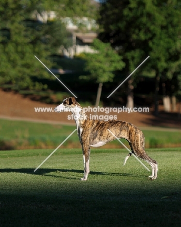 Whippet, side view, in park