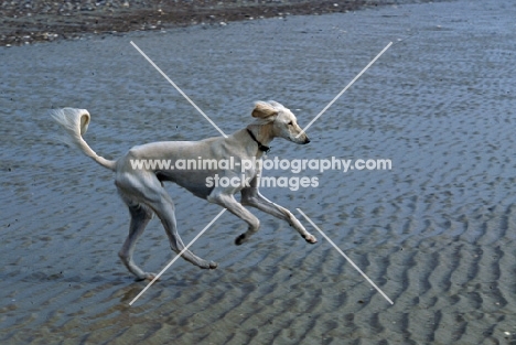 saluki running along a beach