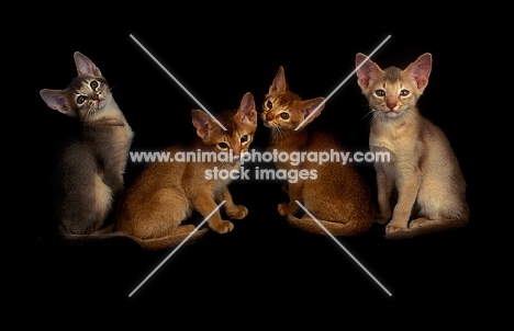four Abyssinian kittens on black background