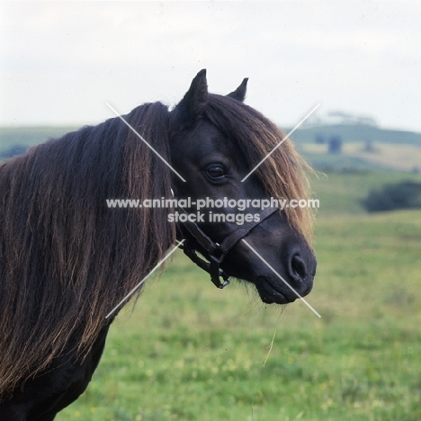 glitter of marshwood, shetland pony mare in scotland