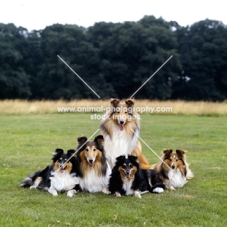 two rough collies and three shetland sheepdogs
