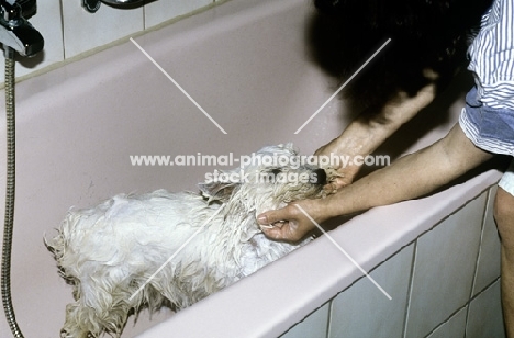 washing a west highland white terrier in the bathtub