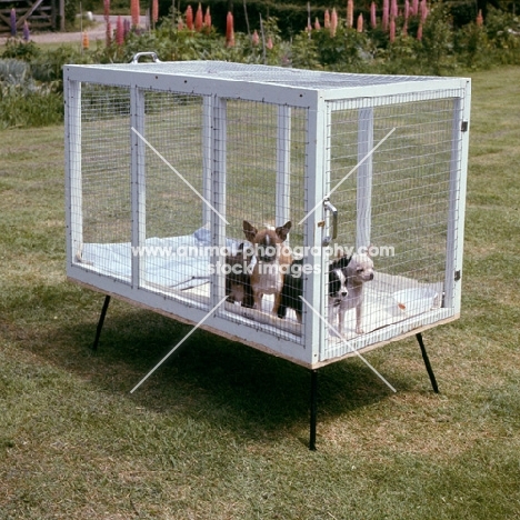 chihuahua puppies in an enclosure
