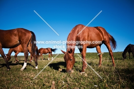 herd of horses grazing in field