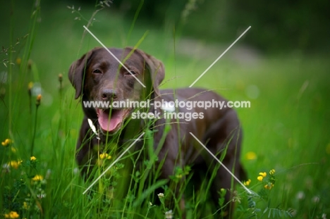 chocolate labrador retriever standing in the tall grass