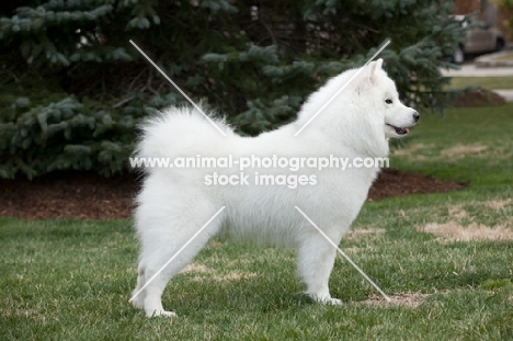 posed Samoyed dog