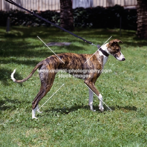 magyar agar, pasztortuzvirag bator dite gaetanne, side view on leash